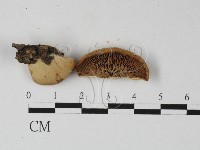 登錄號:F0027415藏品圖，第1張