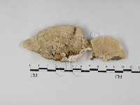 登錄號:F0027416藏品圖，第1張