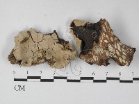 登錄號:F0027417藏品圖，第1張