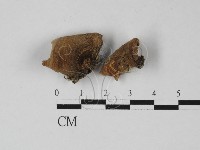 登錄號:F0027418藏品圖，第1張