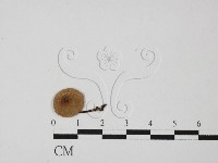 登錄號:F0027421藏品圖，第1張