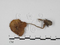 登錄號:F0027422藏品圖，第1張