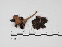 登錄號:F0027424藏品圖，第1張