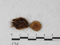 登錄號:F0027426藏品圖，第1張