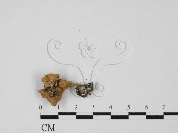 登錄號:F0027428藏品圖，第1張