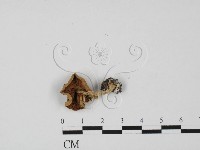 登錄號:F0027428藏品圖，第3張