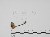 登錄號:F0027429藏品圖，第3張