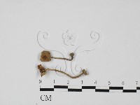 登錄號:F0027431藏品圖，第1張