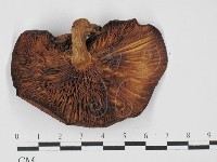 登錄號:F0027432藏品圖，第1張
