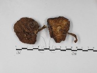 登錄號:F0027433藏品圖，第1張