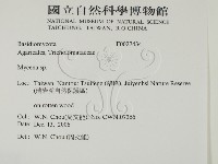 小菇屬藏品圖，第2張