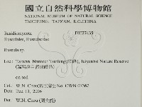紅菇屬藏品圖，第2張