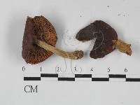 紅菇屬藏品圖，第3張