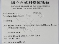 銀耳屬藏品圖，第2張
