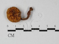 登錄號:F0027440藏品圖，第1張