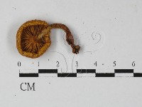 登錄號:F0027440藏品圖，第3張