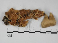 登錄號:F0027442藏品圖，第1張