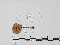 登錄號:F0027443藏品圖，第3張