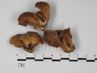 登錄號:F0027445藏品圖，第1張