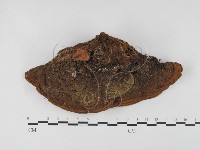 登錄號:F0027446藏品圖，第1張