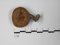 登錄號:F0027448藏品圖，第1張