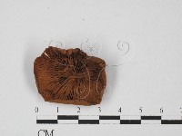登錄號:F0027449藏品圖，第3張