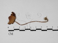 登錄號:F0027450藏品圖，第1張
