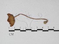 登錄號:F0027450藏品圖，第3張