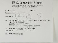 毛木耳藏品圖，第2張
