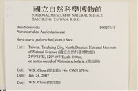 毛木耳藏品圖，第3張