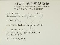 木層孔菌屬藏品圖，第2張