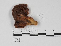 登錄號:F0027453藏品圖，第3張