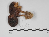 登錄號:F0027454藏品圖，第1張