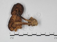 登錄號:F0027454藏品圖，第3張