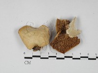 登錄號:F0027456藏品圖，第1張