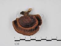 相鄰小孔菌藏品圖，第1張