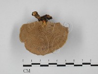 相鄰小孔菌藏品圖，第3張