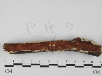 筍殼菌屬藏品圖，第1張