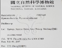 木層孔菌屬藏品圖，第2張