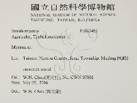小菇屬藏品圖，第2張