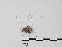 登錄號:F0027463藏品圖，第1張