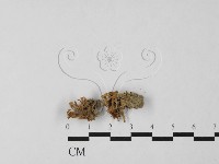 登錄號:F0027464藏品圖，第1張