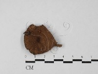 登錄號:F0027465藏品圖，第1張