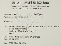 小菇屬藏品圖，第2張