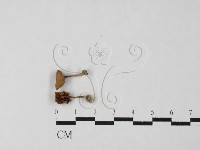 小菇屬藏品圖，第1張