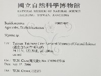 小菇屬藏品圖，第2張