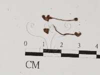 登錄號:F0027468藏品圖，第1張