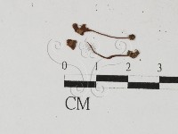 登錄號:F0027468藏品圖，第3張