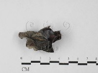 登錄號:F0027470藏品圖，第3張