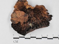 登錄號:F0027471藏品圖，第1張